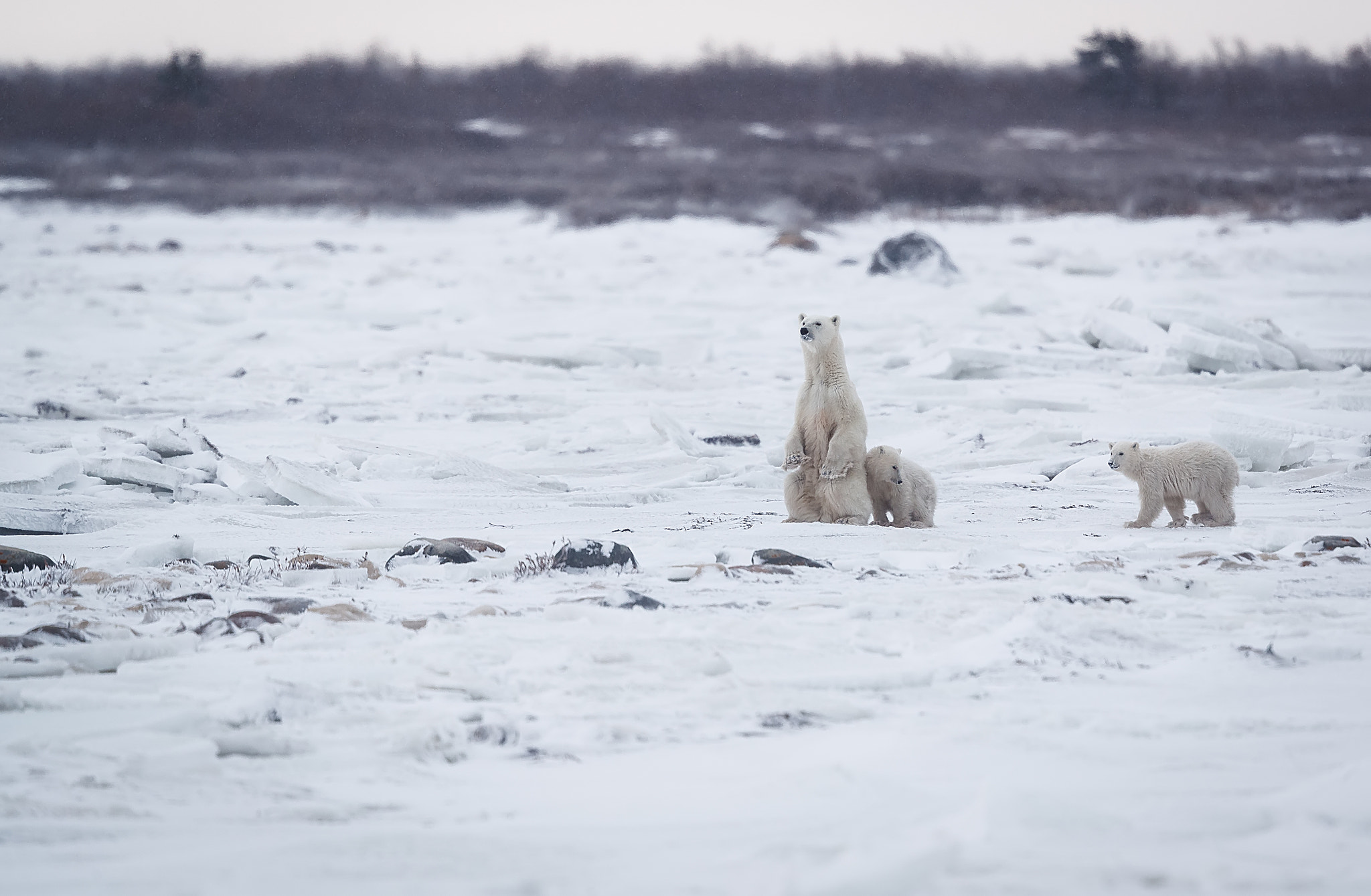 Canon EF 500mm F4L IS II USM sample photo. Hartz txuriak photography