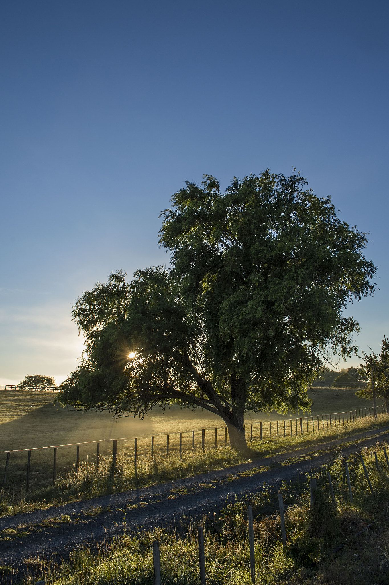 Canon EOS 7D Mark II + Canon EF-S 18-55mm F3.5-5.6 IS STM sample photo. Sunrise tree photography
