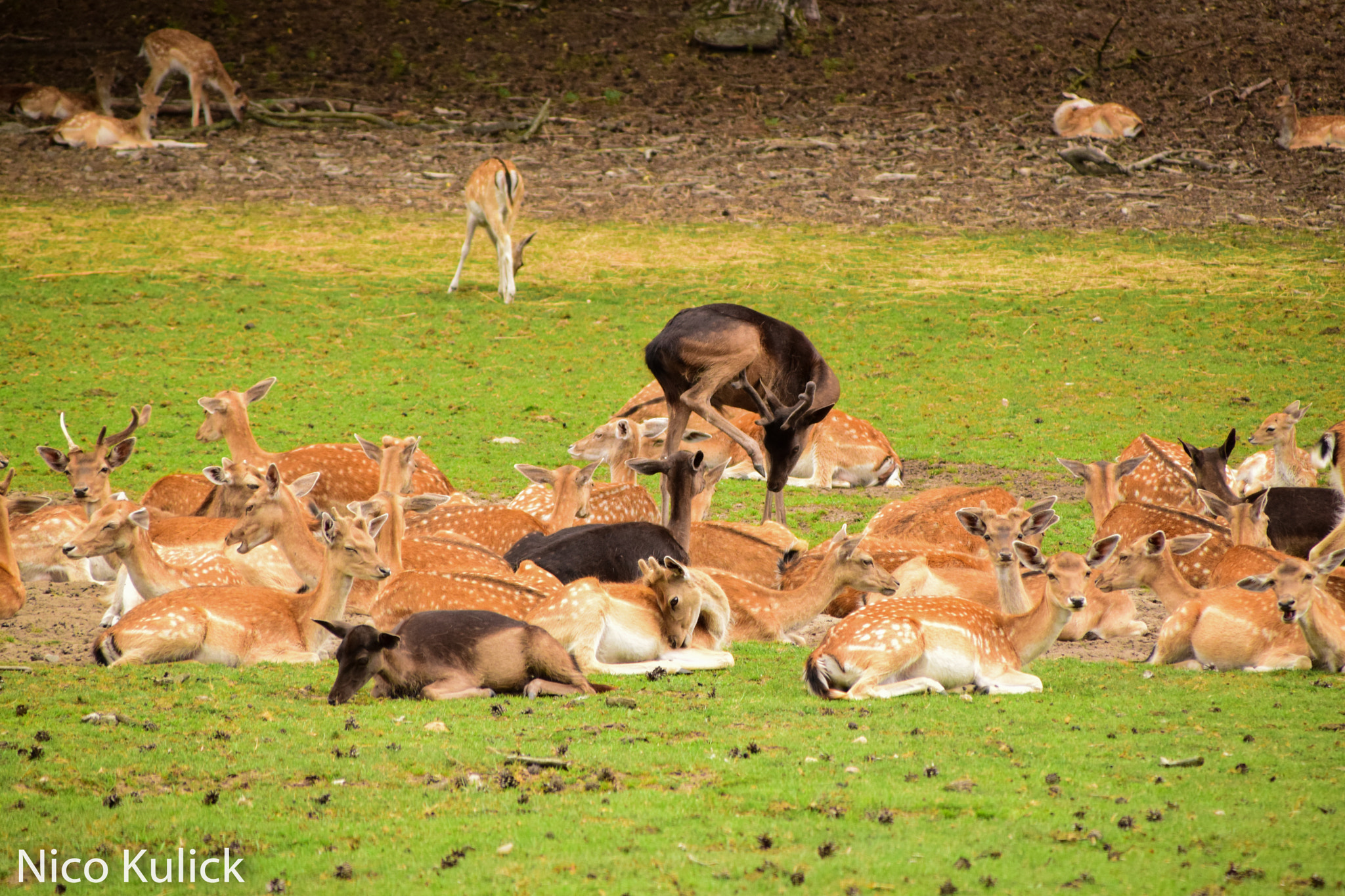 Nikon D3300 + Sigma 28-300mm F3.5-6.3 DG Macro sample photo. Deer photography