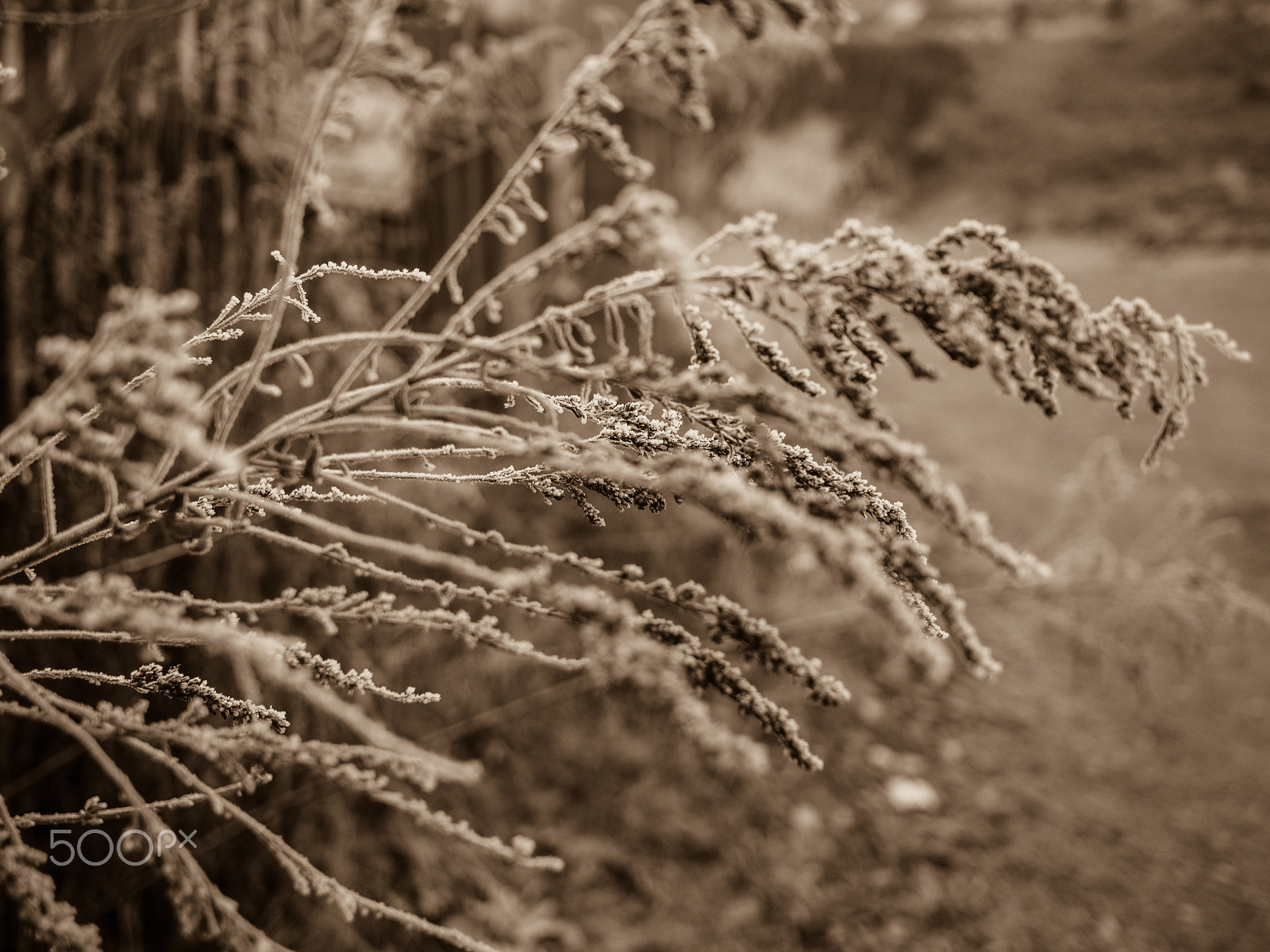 Olympus OM-D E-M5 II + Panasonic Lumix G 20mm F1.7 ASPH sample photo. White frost i photography