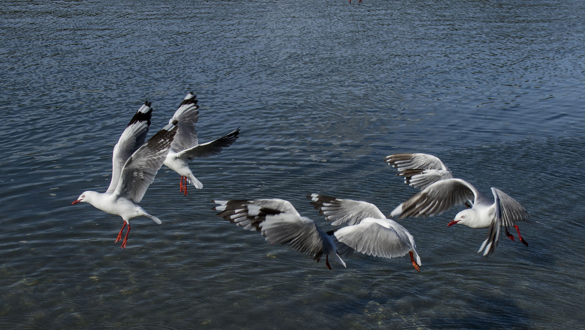 Canon EOS 7D Mark II + Canon EF-S 18-55mm F3.5-5.6 IS STM sample photo. Dance of the seagulls photography