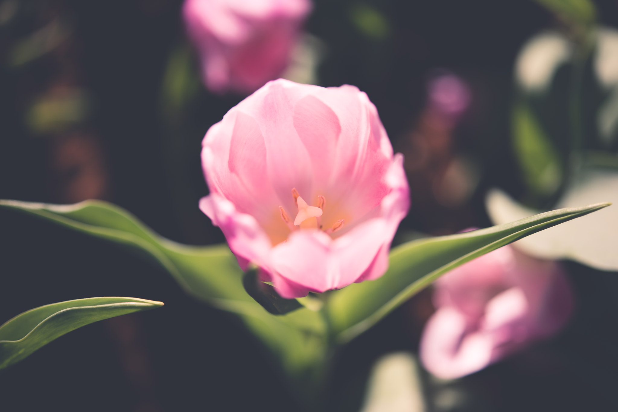 Nikon AF-S Micro-Nikkor 60mm F2.8G ED sample photo. Close-up tulip macro of anthers with pollen grains of pink tulip flower. photography