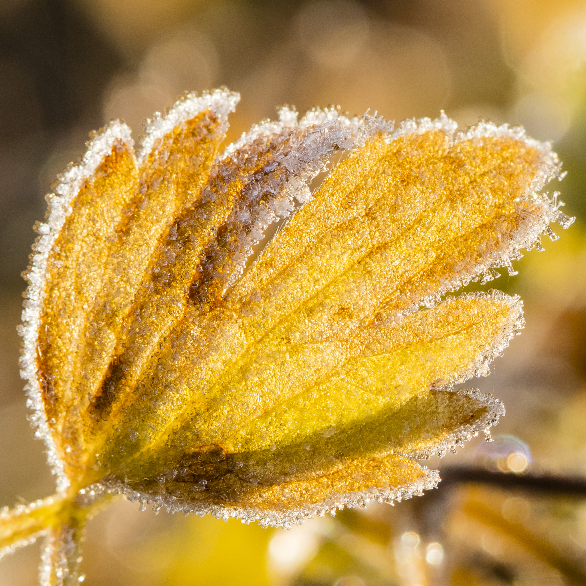 Canon EF 100mm F2.8 Macro USM sample photo. Frozen leaf photography