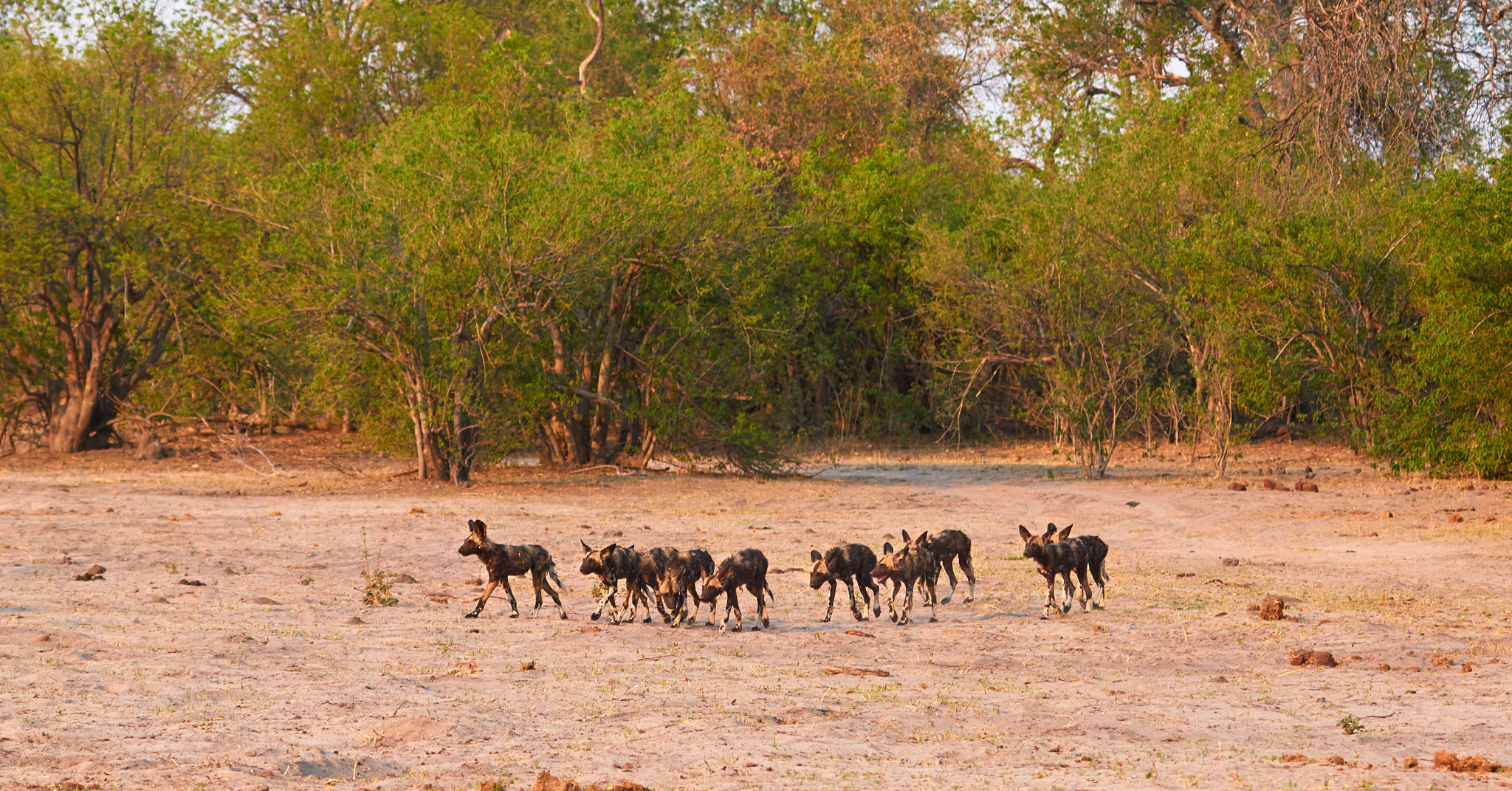 Canon EF 100-400mm F4.5-5.6L IS USM sample photo. Cuteness overload: wild dog puppies photography