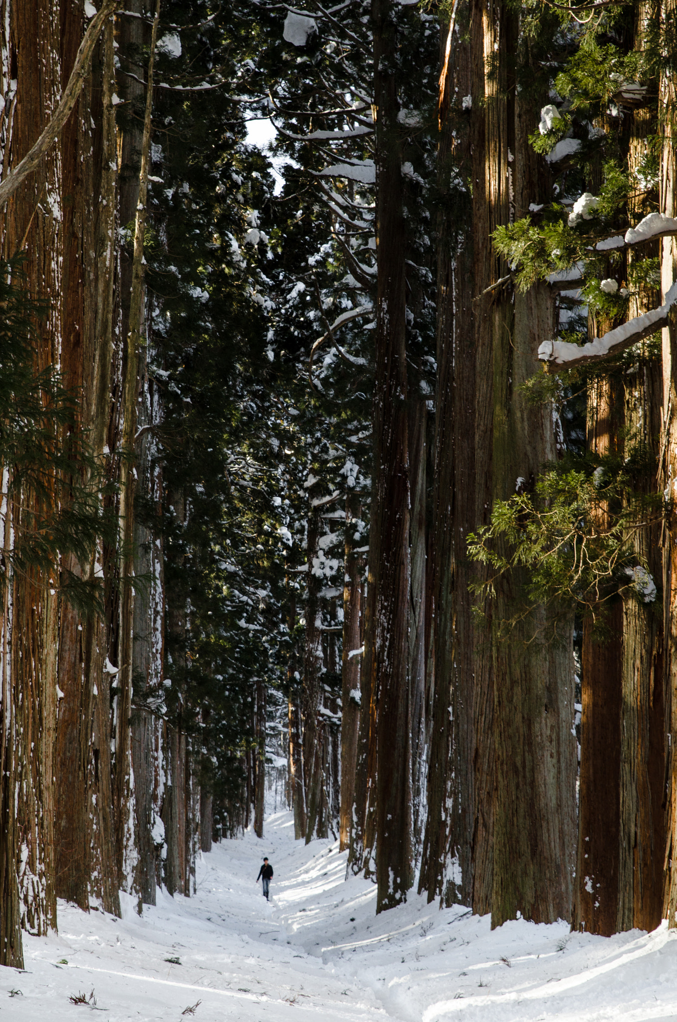 Tamron SP 24-70mm F2.8 Di VC USD sample photo. Sacred trees photography