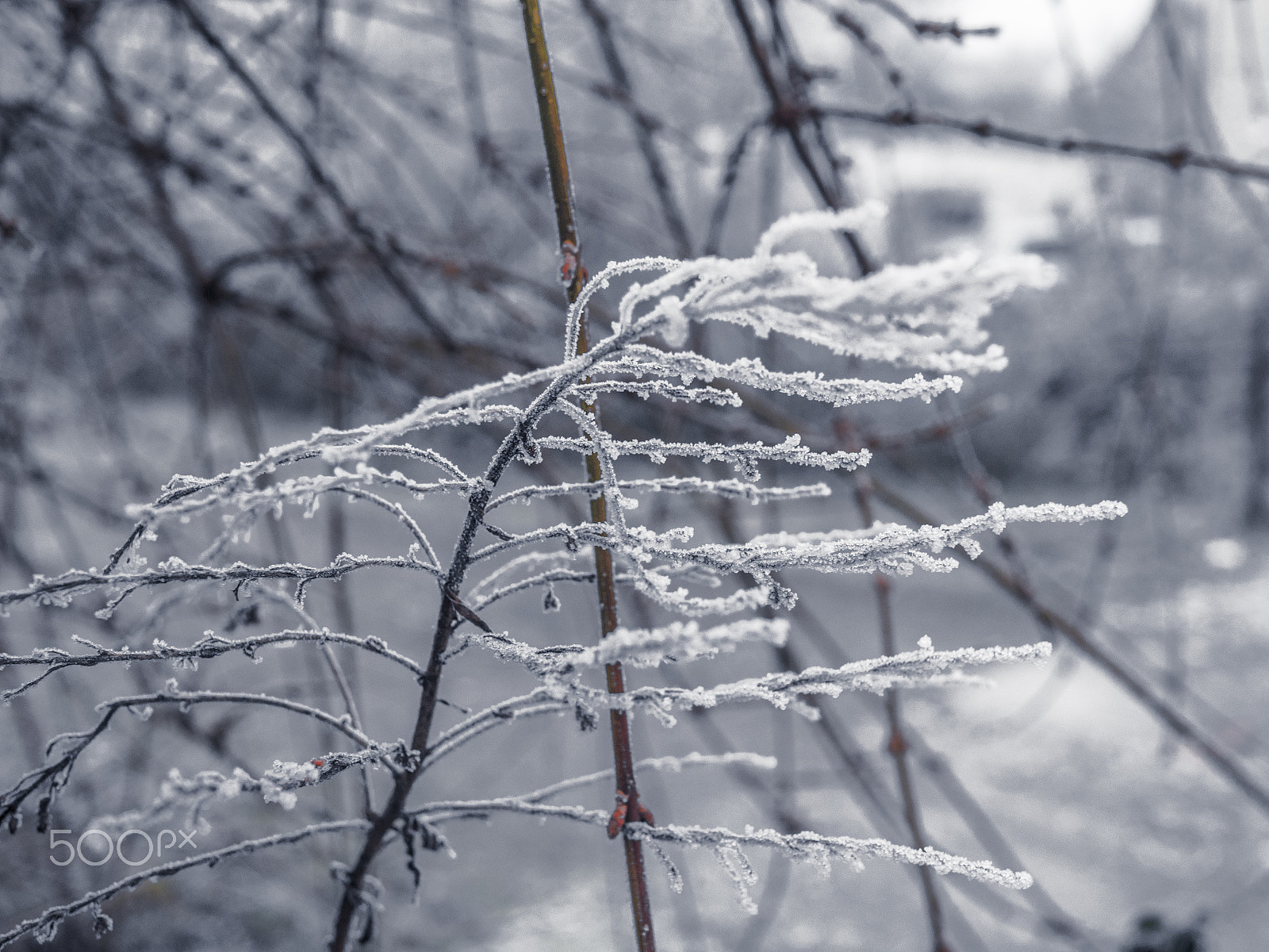 Olympus OM-D E-M5 II + Panasonic Lumix G 20mm F1.7 ASPH sample photo. White frost i/i photography