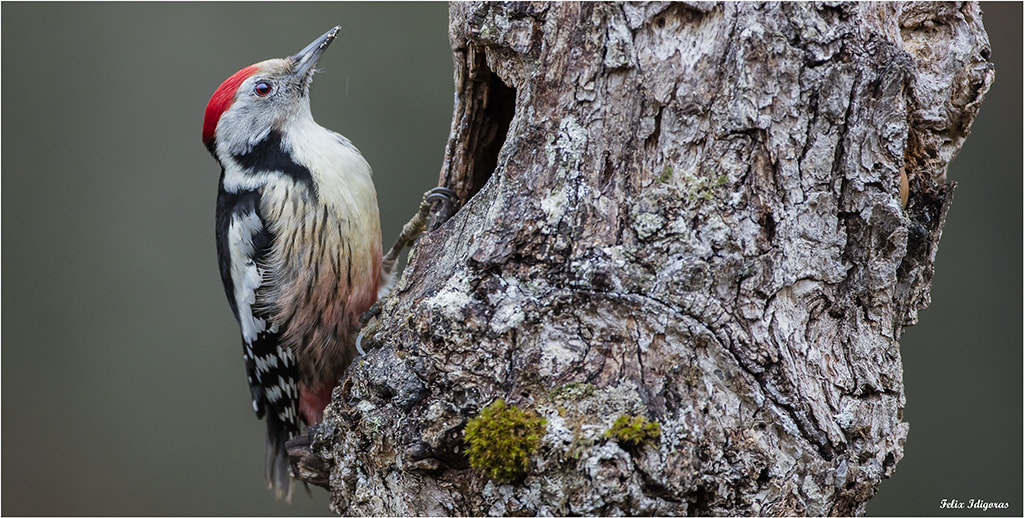 Canon EOS 5DS R + Canon EF 500mm F4L IS USM sample photo. Buscando sustento photography