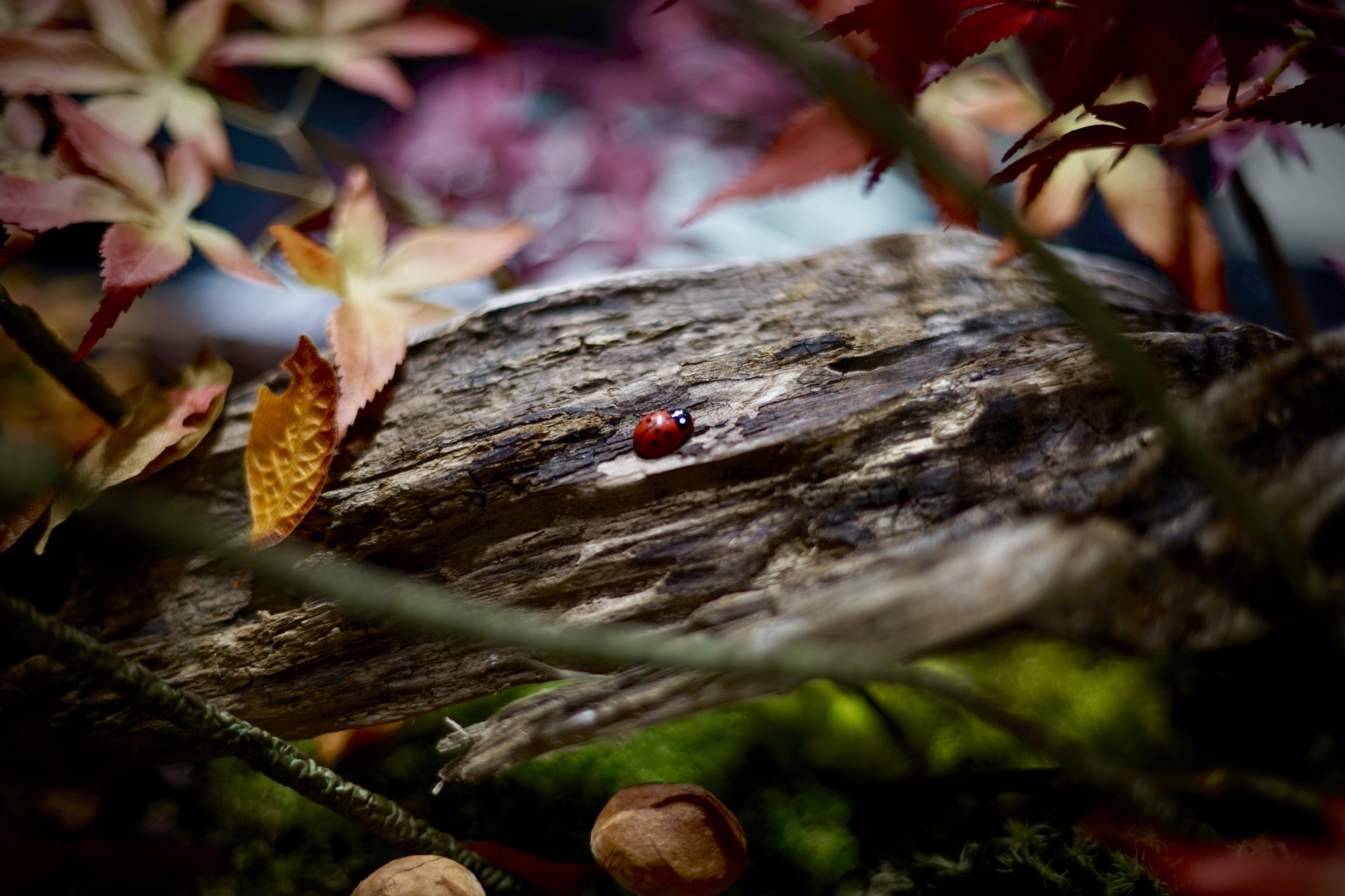 Sony a7 + Sony 50mm F1.4 sample photo. Autumn in kyoto photography