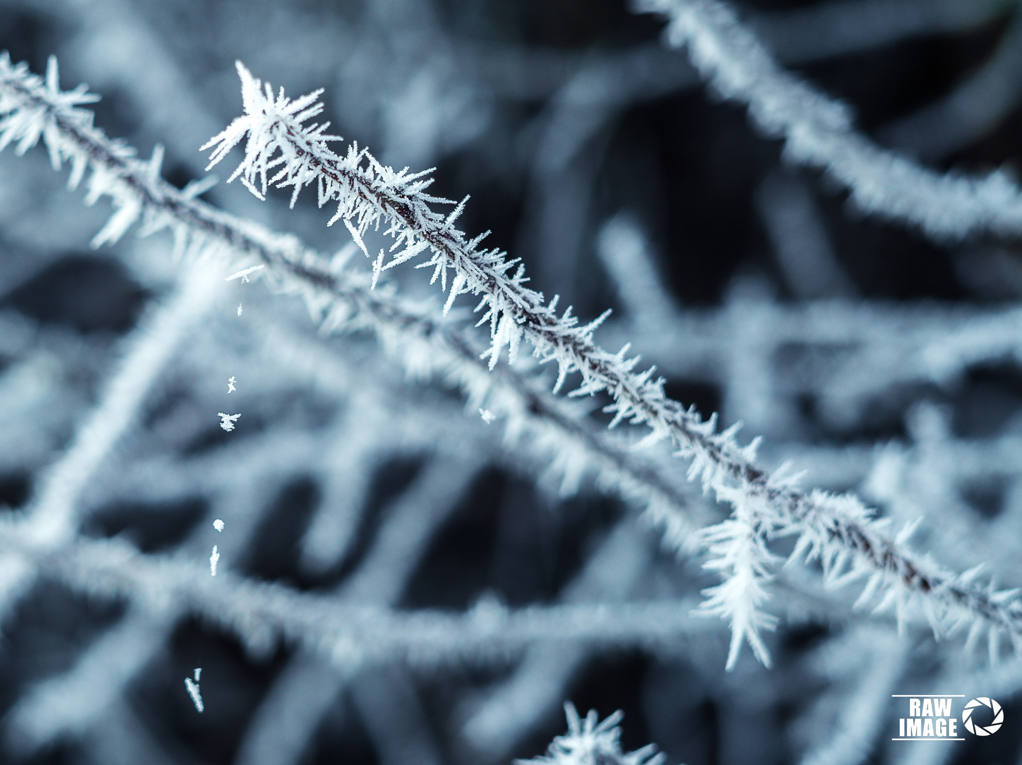 Sony FE 50mm F1.8 sample photo. Winter photography