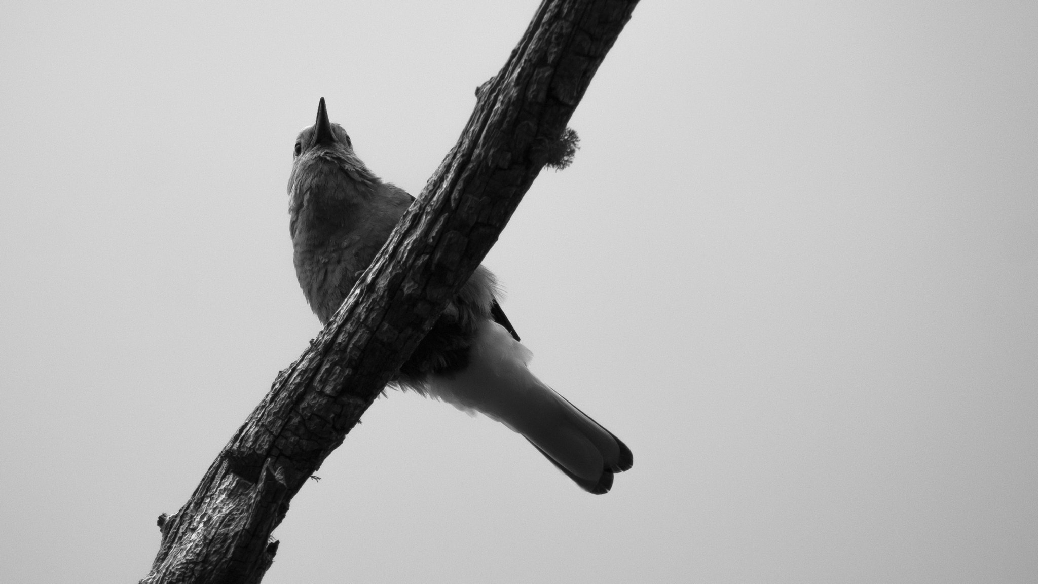 Sony Alpha DSLR-A330 sample photo. Bird 2 photography