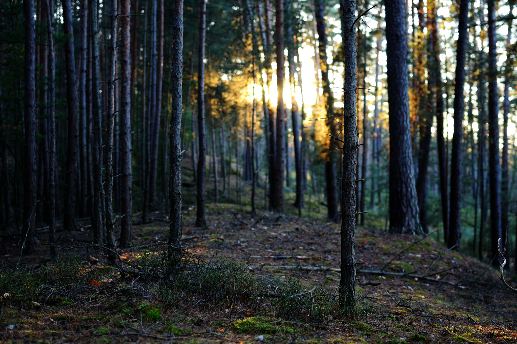 Nikon D3100 + Tamron SP 35mm F1.8 Di VC USD sample photo. Sunlight and trees photography