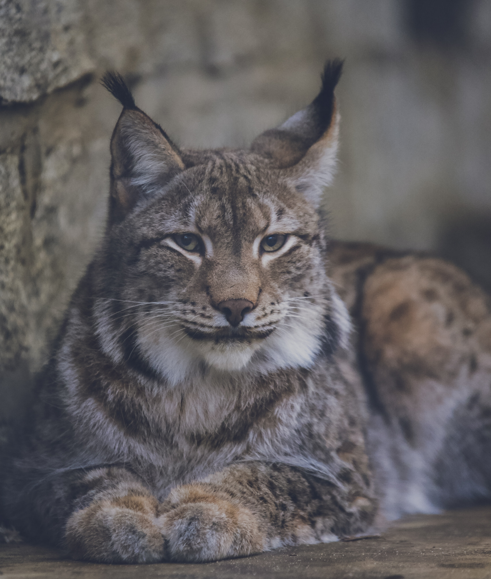 Canon EOS 6D + Sigma 100-300mm f/4 sample photo. The lynx photography