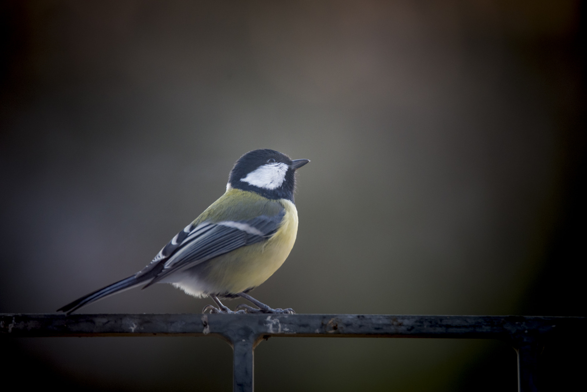 Nikon D800 sample photo. Great tit posing photography