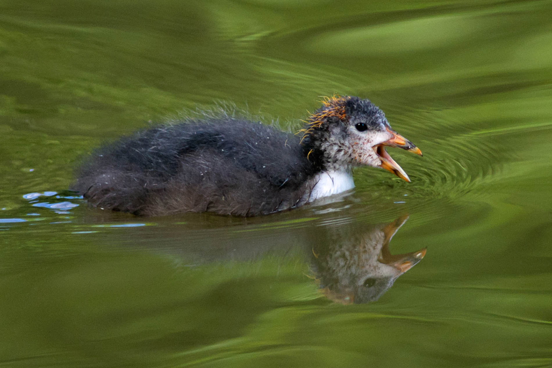 Nikon D600 + AF Nikkor 300mm f/4 IF-ED sample photo. Bird photography