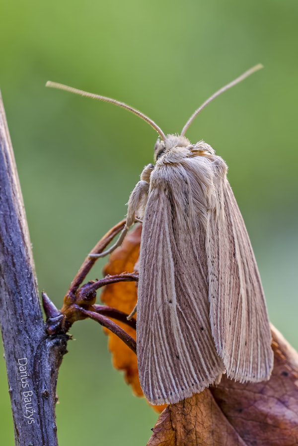 Sigma 150mm F2.8 EX DG OS Macro HSM sample photo. ... with jacket in lines. photography