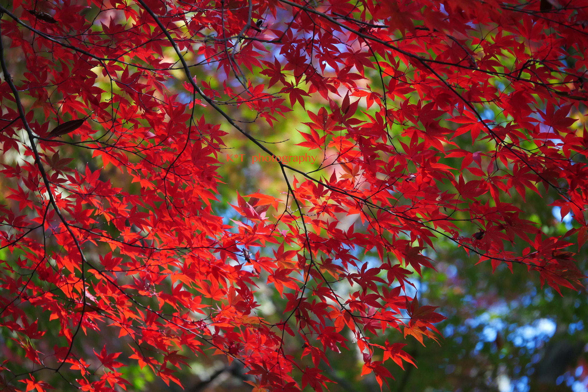 Panasonic Lumix DMC-GX85 (Lumix DMC-GX80 / Lumix DMC-GX7 Mark II) sample photo