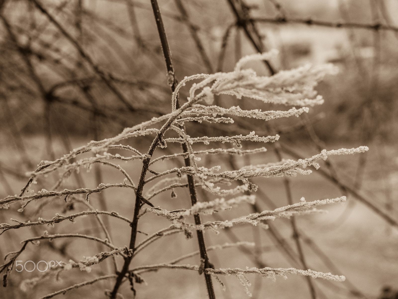 Olympus OM-D E-M5 II + Panasonic Lumix G 20mm F1.7 ASPH sample photo. White frost i/ii photography