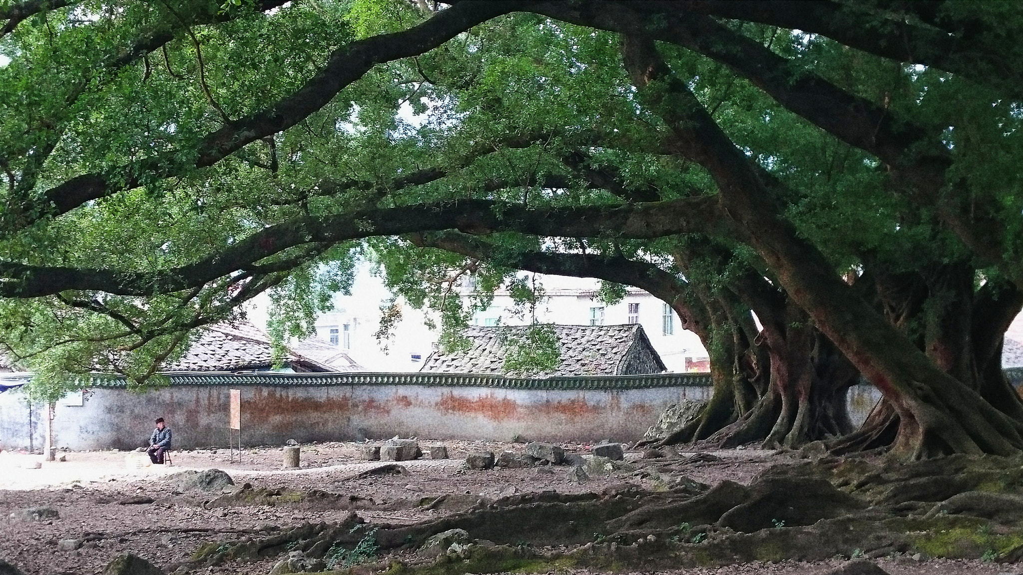 Sony Xperia Z3+ sample photo. Oldtree oldman photography