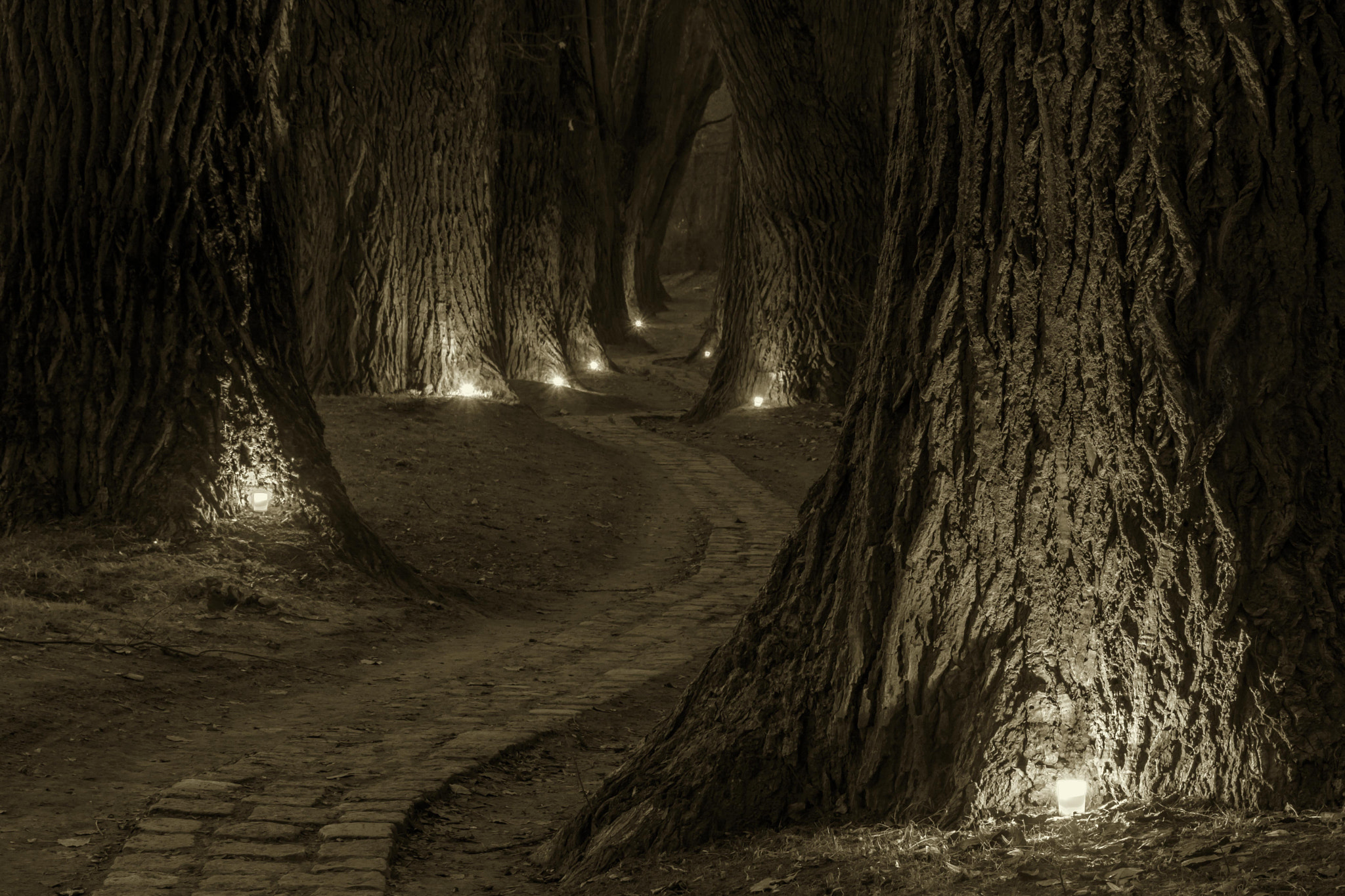 Tamron AF 28-105mm F4-5.6 [IF] sample photo. A winding path... photography