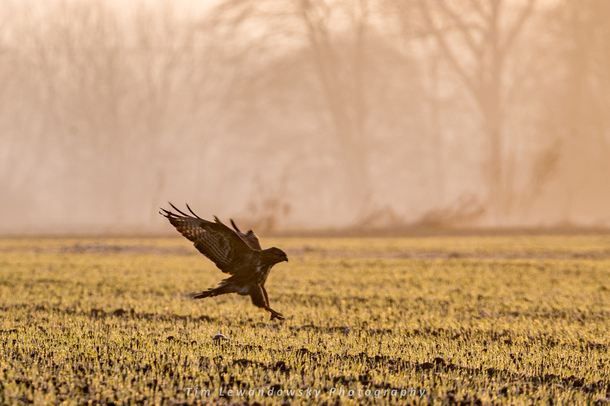 Sony a7 II + Sony 70-400mm F4-5.6 G SSM sample photo. Hunting  photography