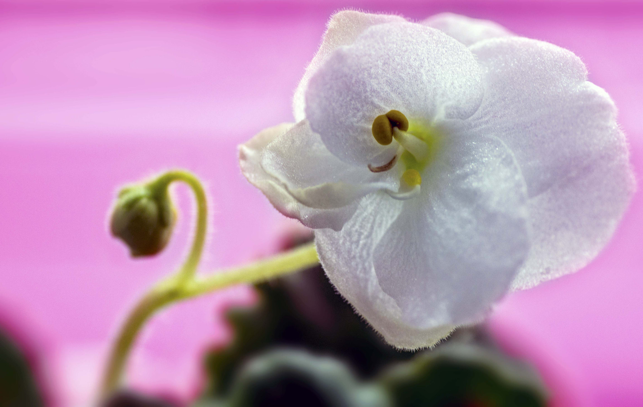 Nikon D3200 sample photo. Delicate white flower photography