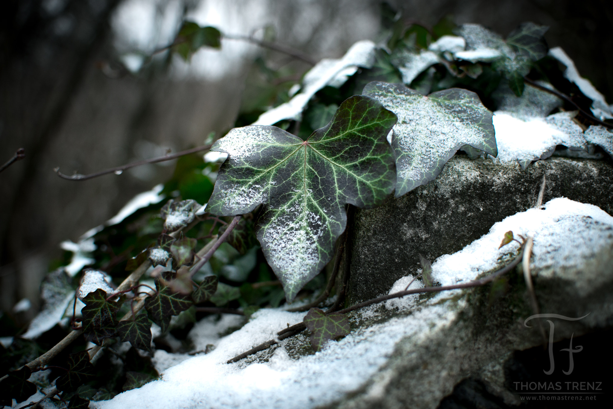 Nikon D600 + Nikon AF-S DX Nikkor 35mm F1.8G sample photo. Winterlicher efeu photography