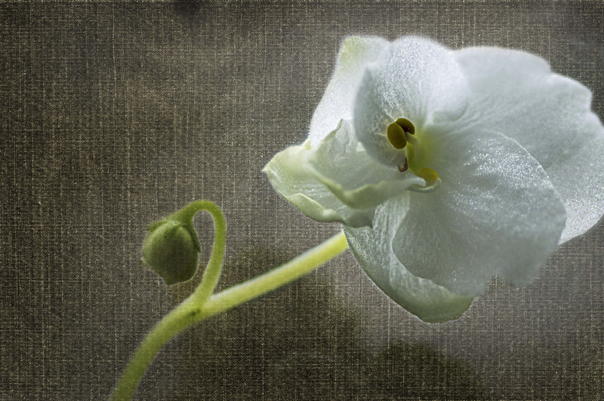 Nikon D3200 + Tamron SP 90mm F2.8 Di VC USD 1:1 Macro sample photo. Delicate white flower photography