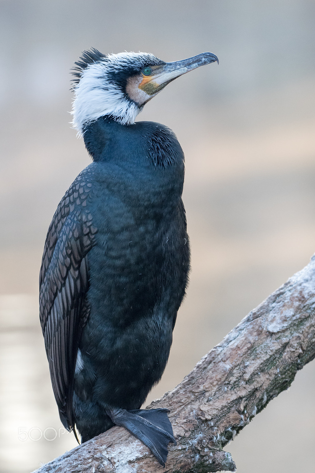 Olympus OM-D E-M5 II + OLYMPUS M.300mm F4.0 sample photo. Bird photography