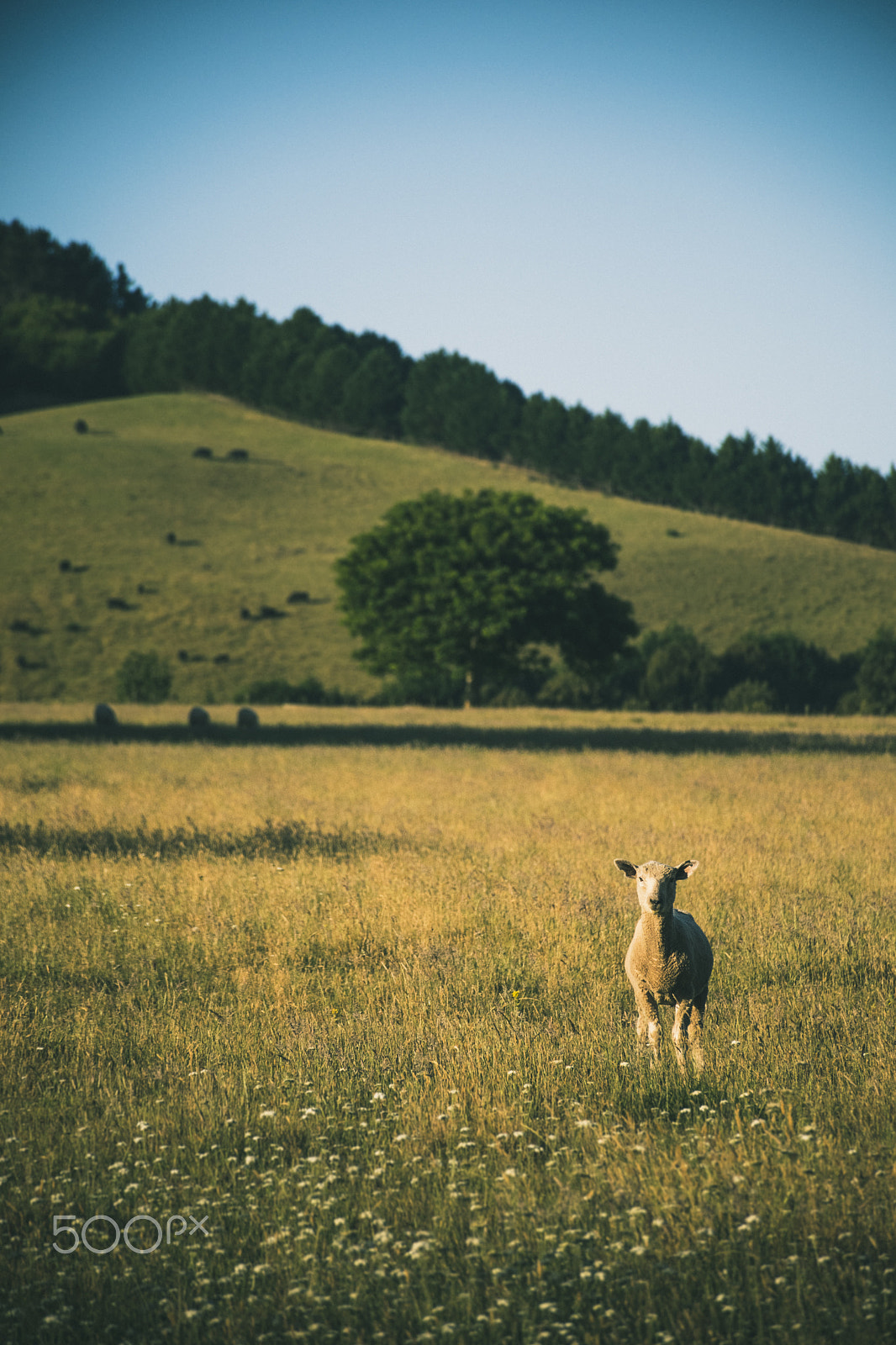 Nikon D500 sample photo. A new zealand cliche photography