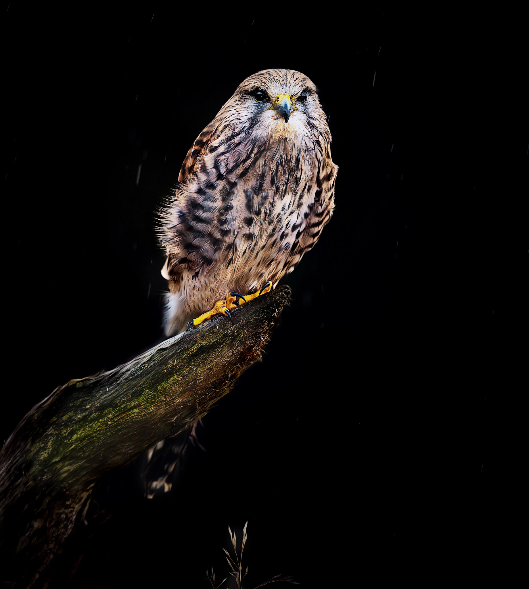 Canon EOS-1D X + Canon EF 500mm F4L IS USM sample photo. It's raining.... photography