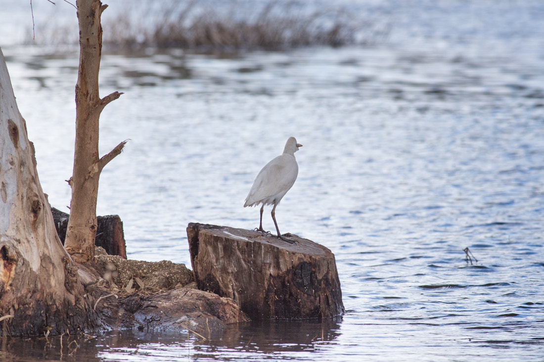 Canon EOS 6D sample photo. Waiting… photography