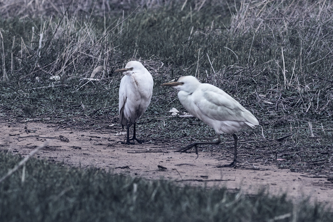 Canon EOS 6D + Canon EF 400mm F5.6L USM sample photo. Not good morning photography