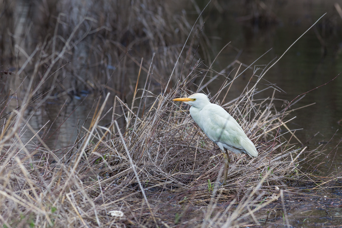 Canon EOS 6D + Canon EF 400mm F5.6L USM sample photo. *** photography