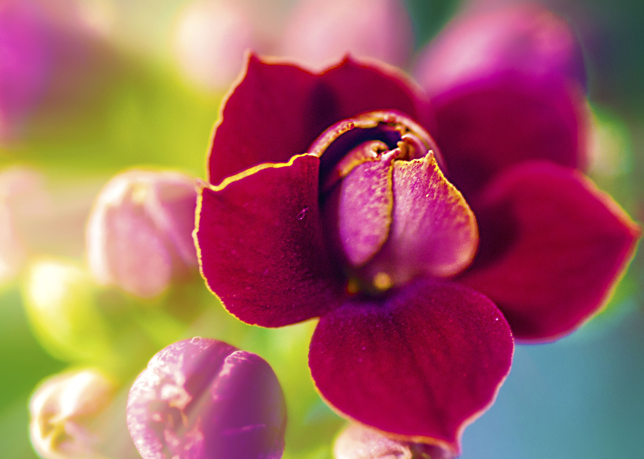Nikon D3200 sample photo. Flower photography