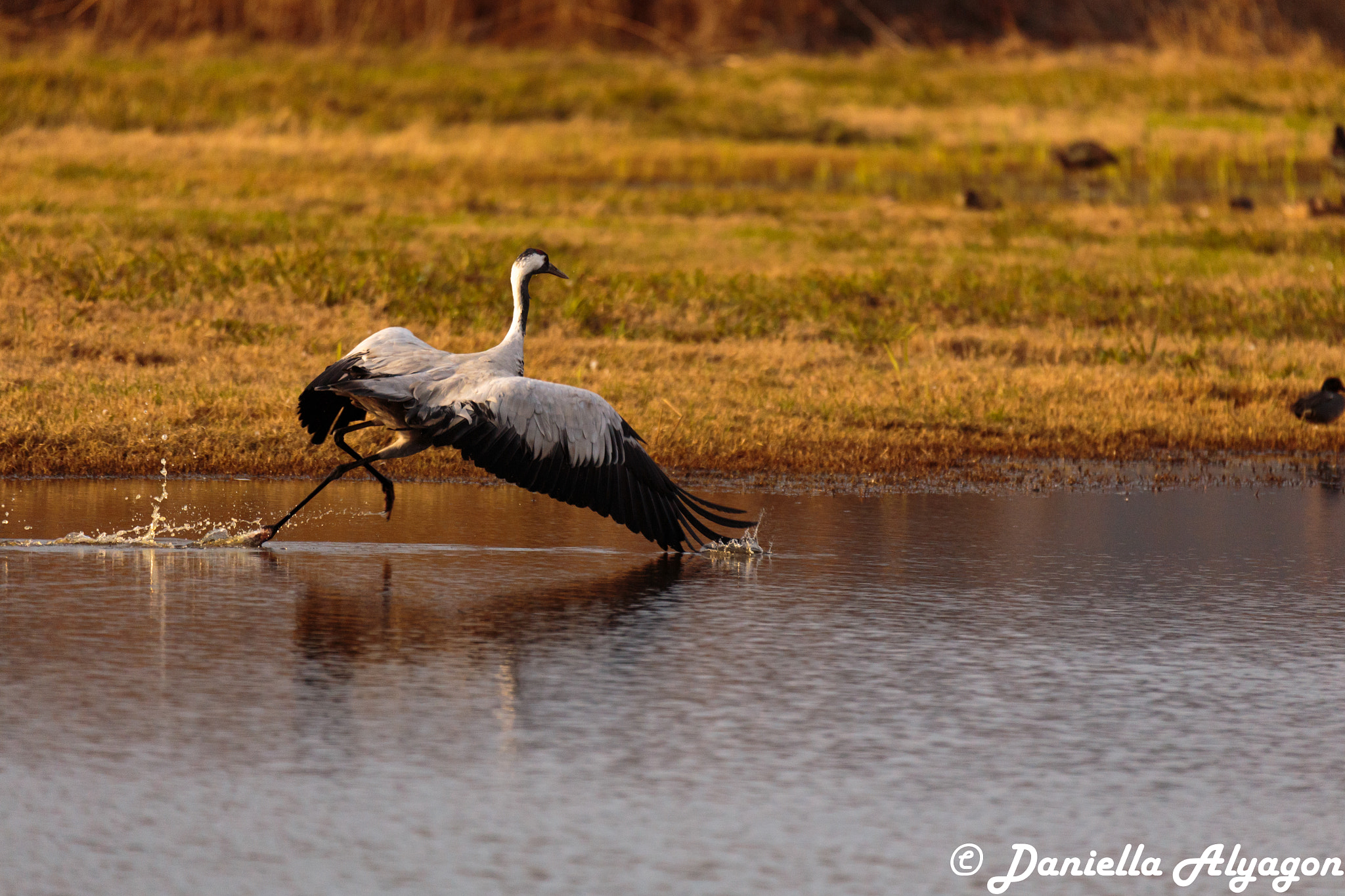 150-600mm F5-6.3 DG OS HSM | Sports 014 sample photo. Ready, stady, take flight photography