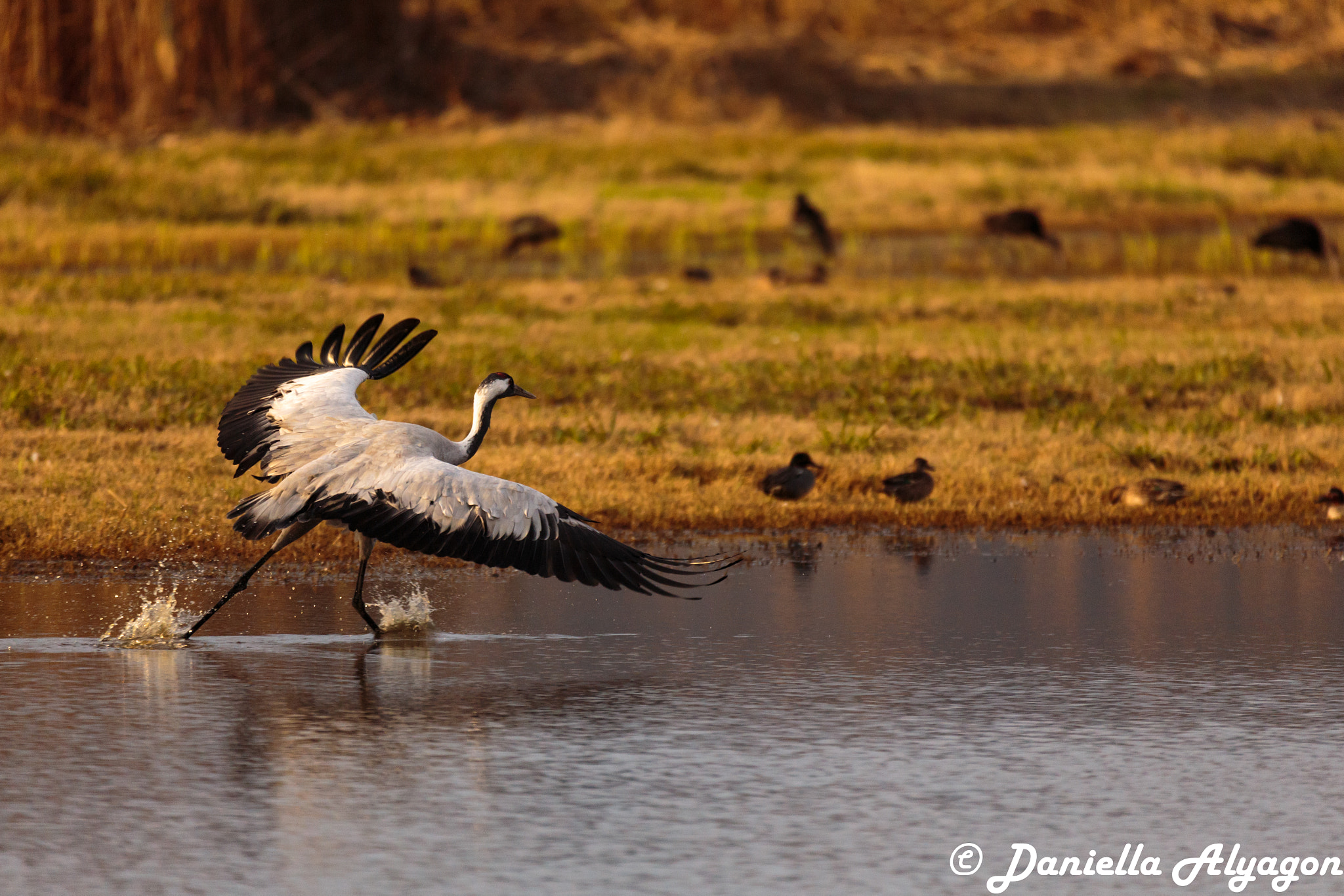 150-600mm F5-6.3 DG OS HSM | Sports 014 sample photo. Ready, stady, take flight photography