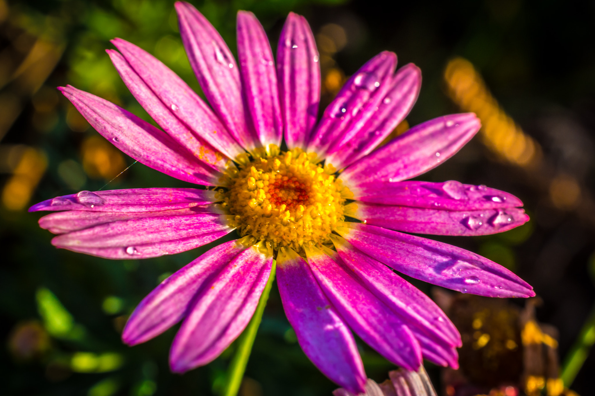 Nikon AF-S DX Micro Nikkor 40mm F2.8 sample photo. Vibrant daisy photography