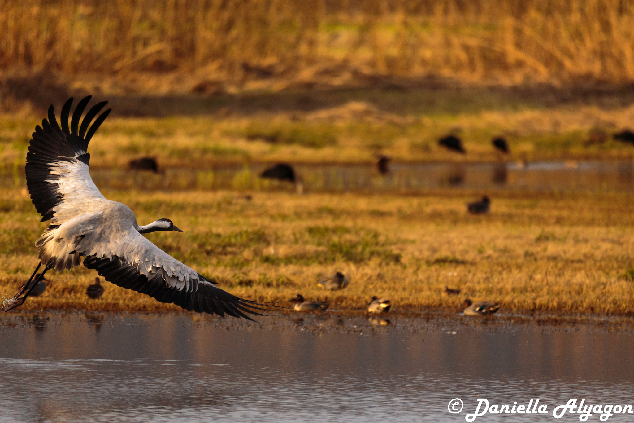 150-600mm F5-6.3 DG OS HSM | Sports 014 sample photo. Ready, stady, take flight photography
