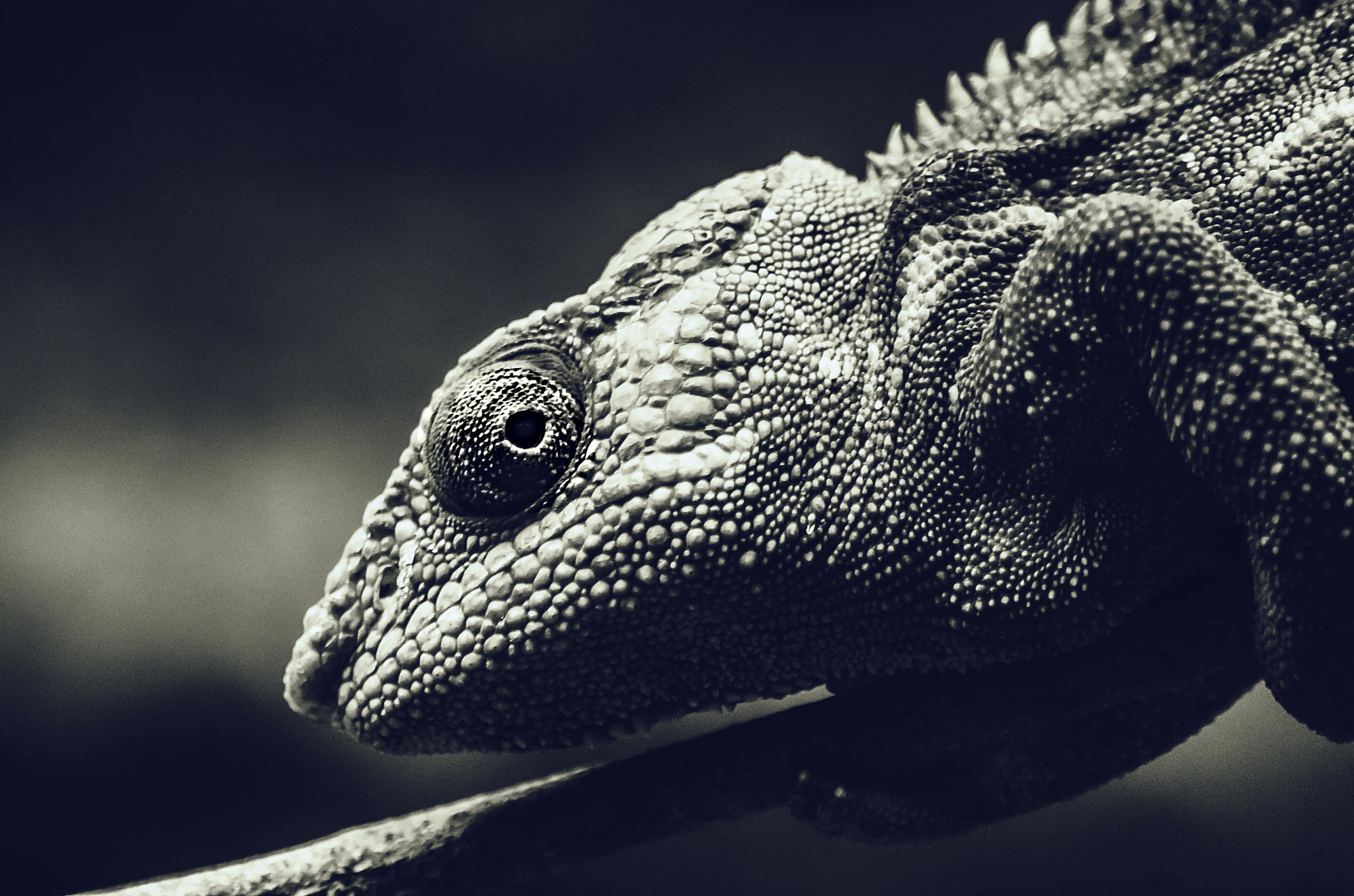 Tamron AF 70-300mm F4-5.6 LD Macro 1:2 sample photo. The lizard photography