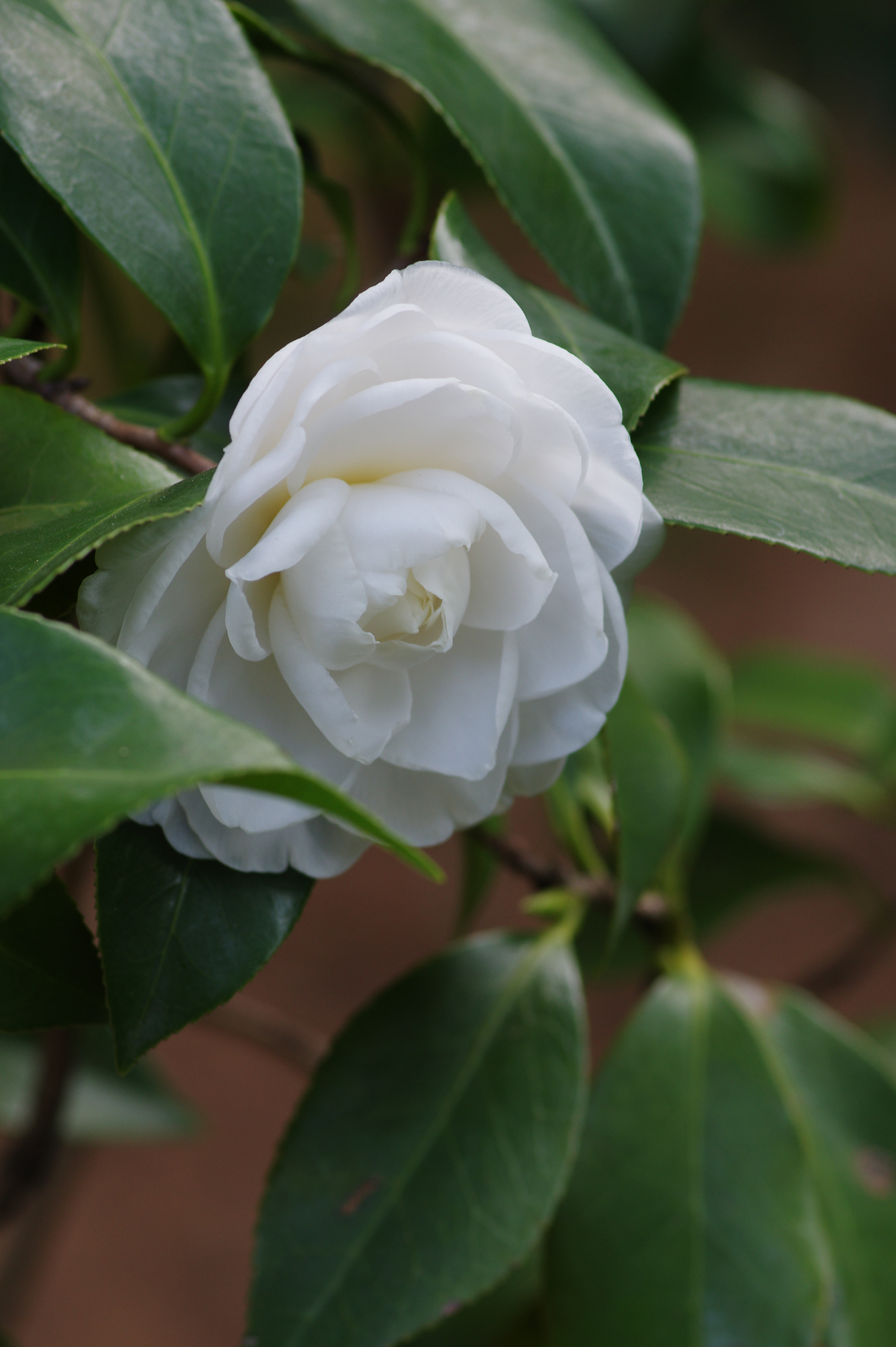 Pentax smc D-FA 100mm F2.8 Macro WR sample photo