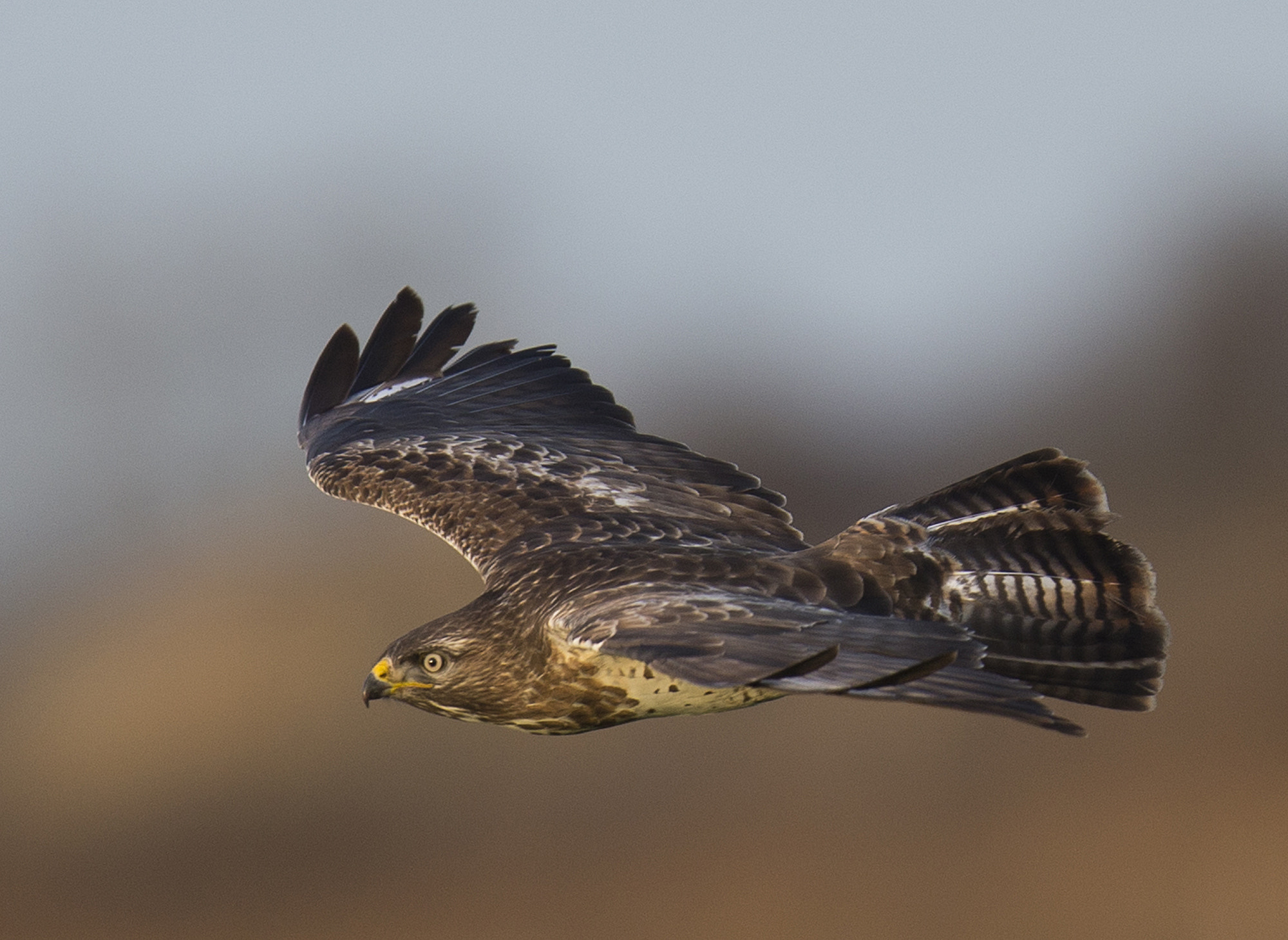 Canon EF 400mm F2.8L IS II USM sample photo. Musvåge photography