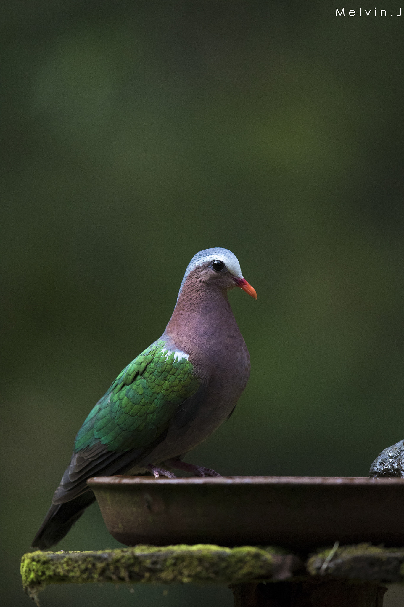 Canon EF 600mm F4L IS II USM sample photo. Emerald dove photography