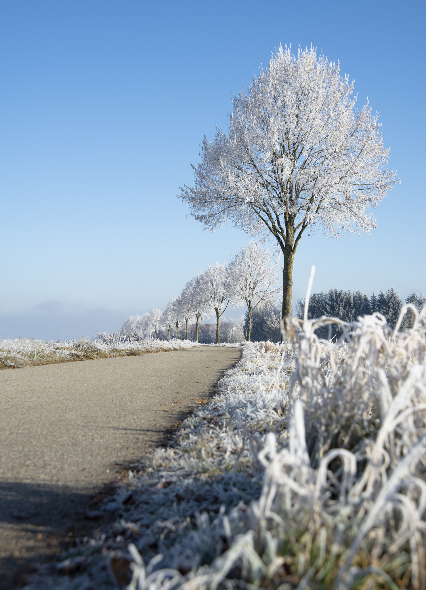 Nikon AF Nikkor 24-85mm F2.8-4D IF sample photo. A cold silvester morning photography