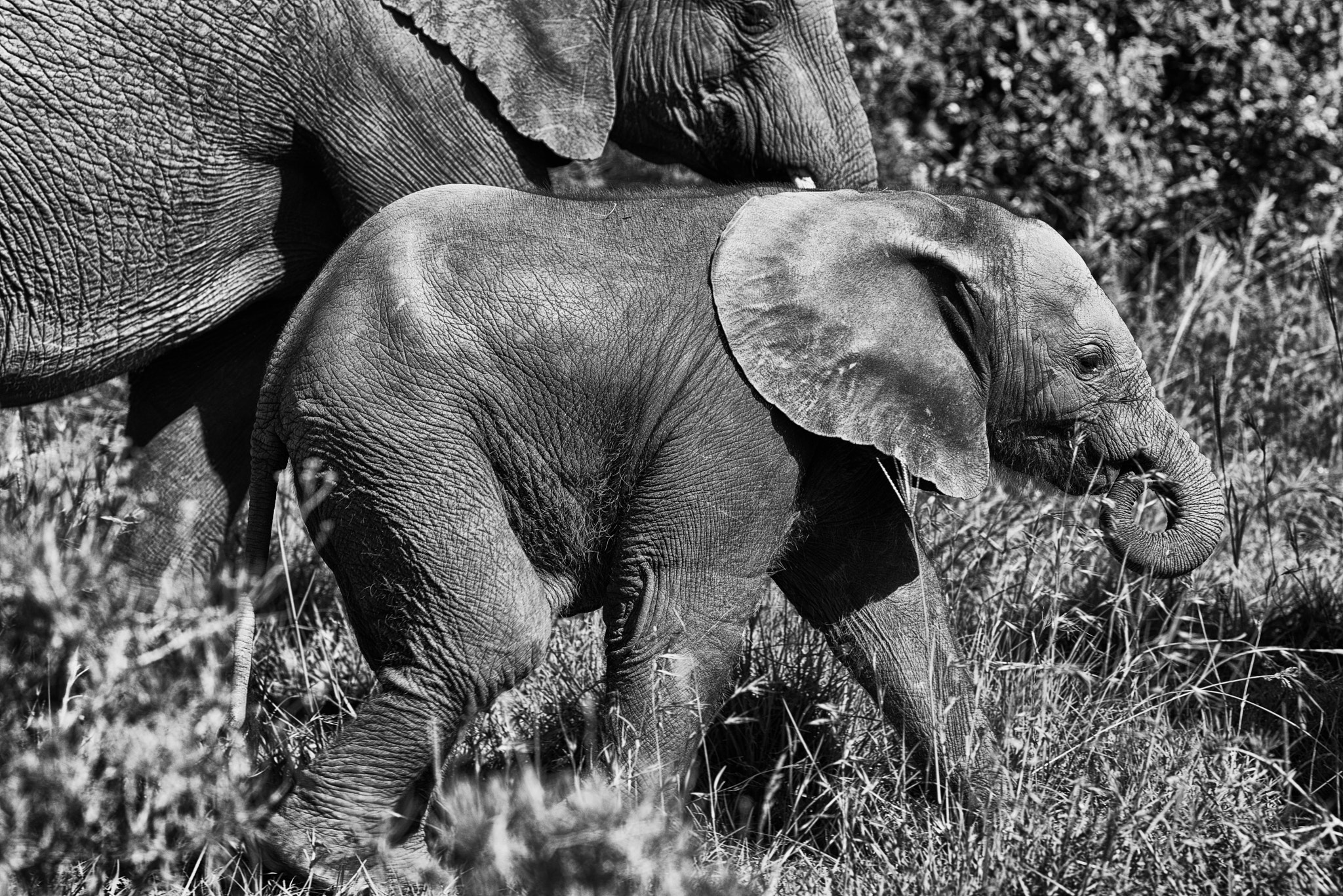 Nikon AF-S Nikkor 300mm F2.8G ED-IF VR sample photo. Monochrome infant photography