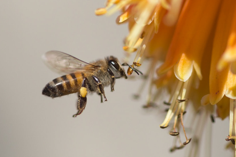 Sigma 105mm F2.8 EX DG Macro sample photo. Bee photography