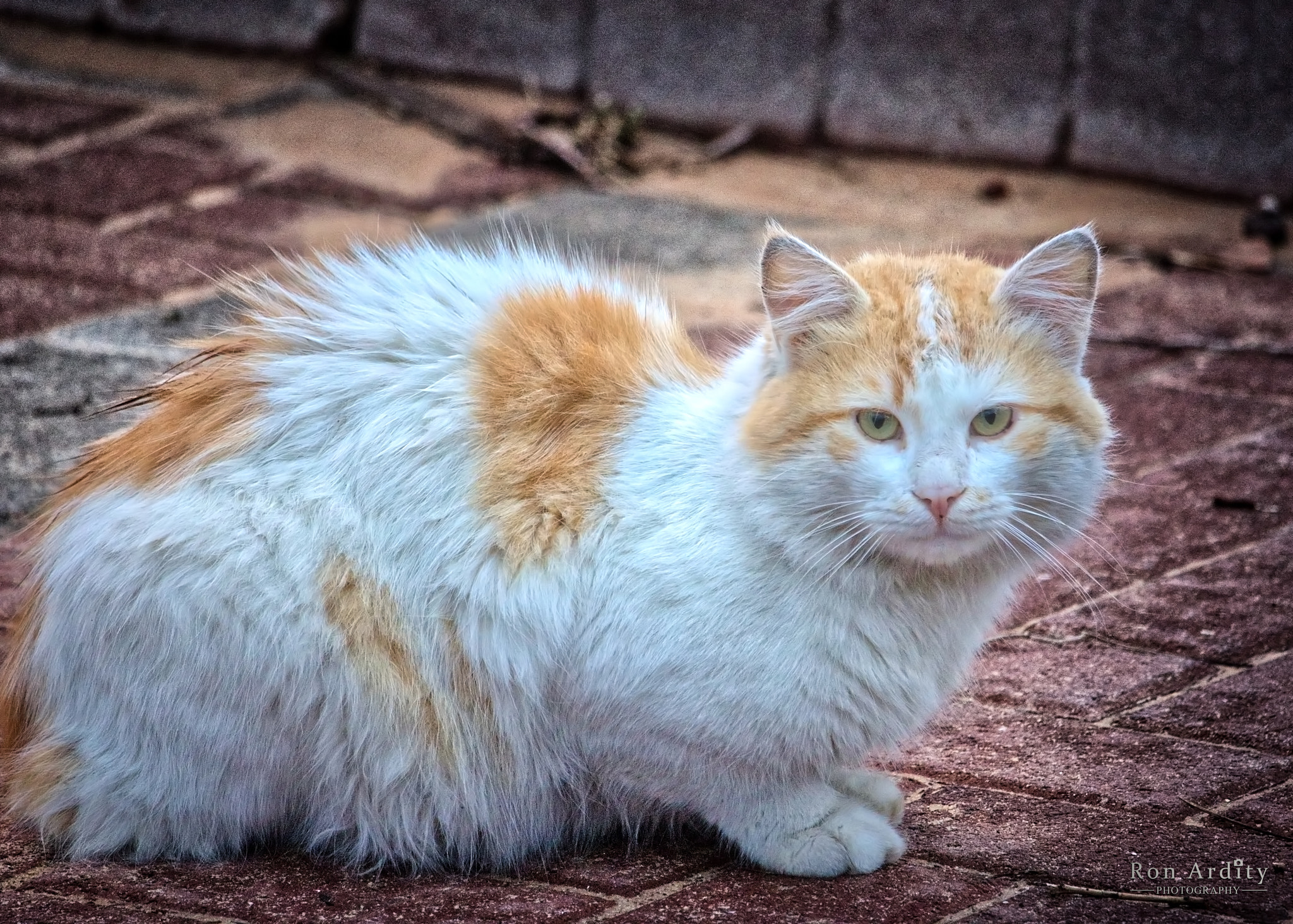Canon EF-S 55-250mm F4-5.6 IS STM sample photo. Real or toy? photography