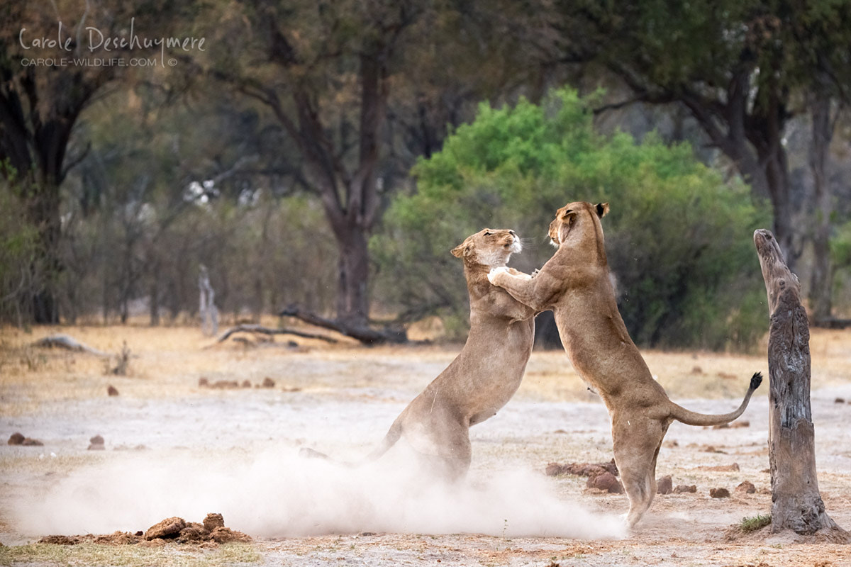 Canon EF 200-400mm F4L IS USM Extender 1.4x sample photo. Let's dance into 2017! photography