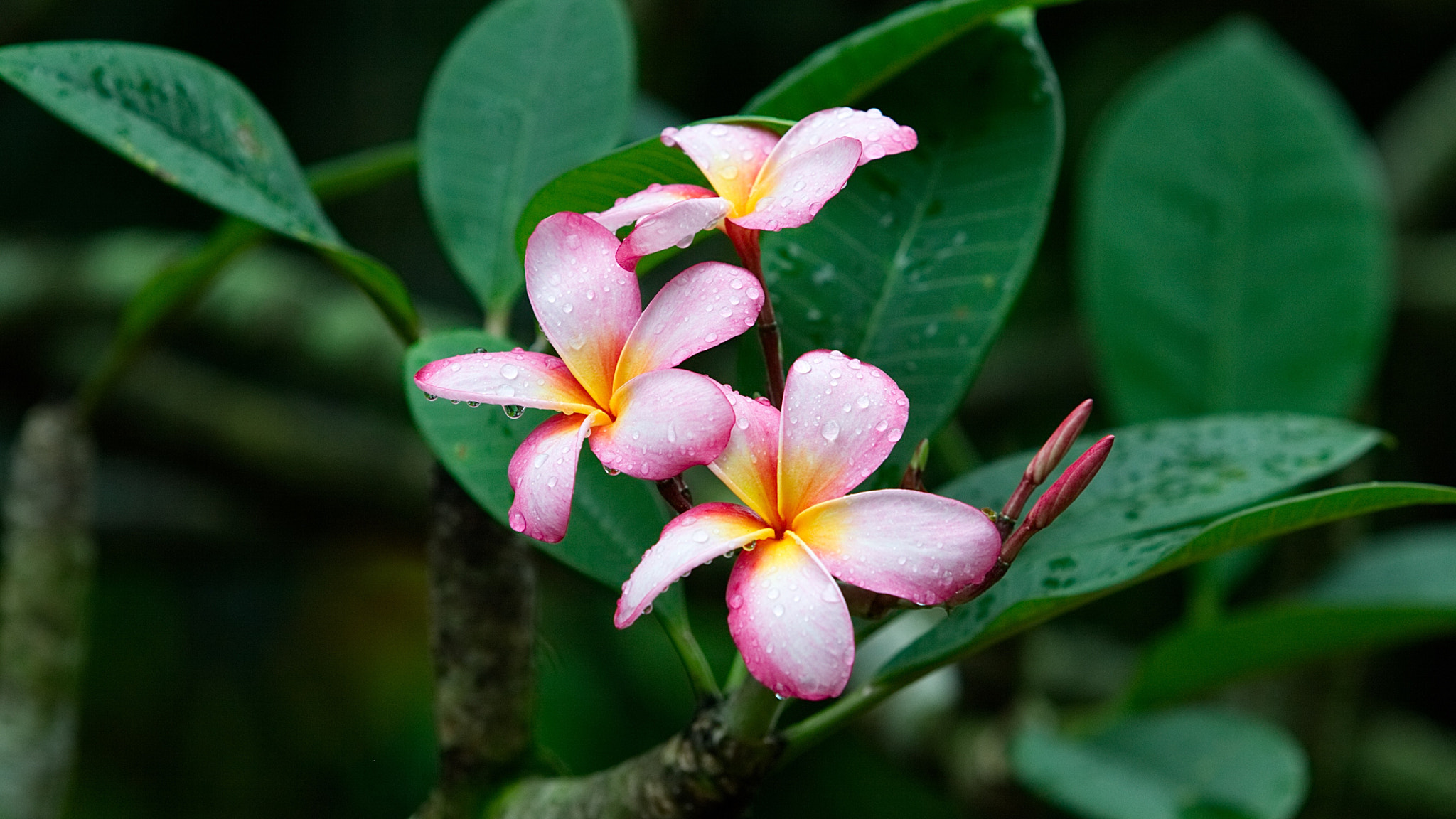 Canon EOS 50D sample photo. Frangipani photography