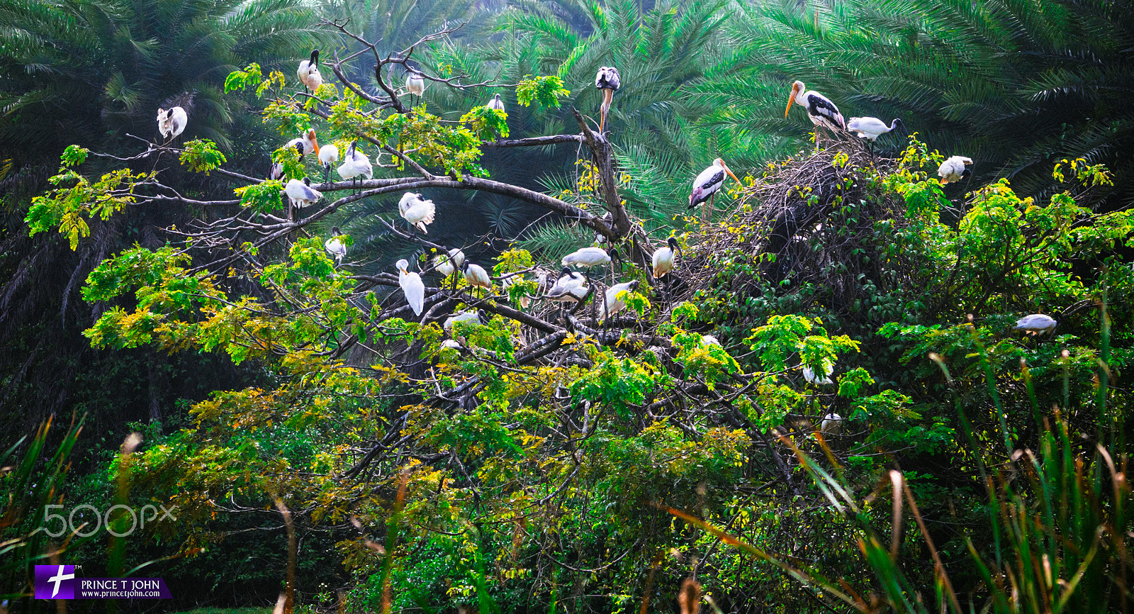 Sigma 150-500mm F5-6.3 DG OS HSM sample photo. Birds morning climate photography