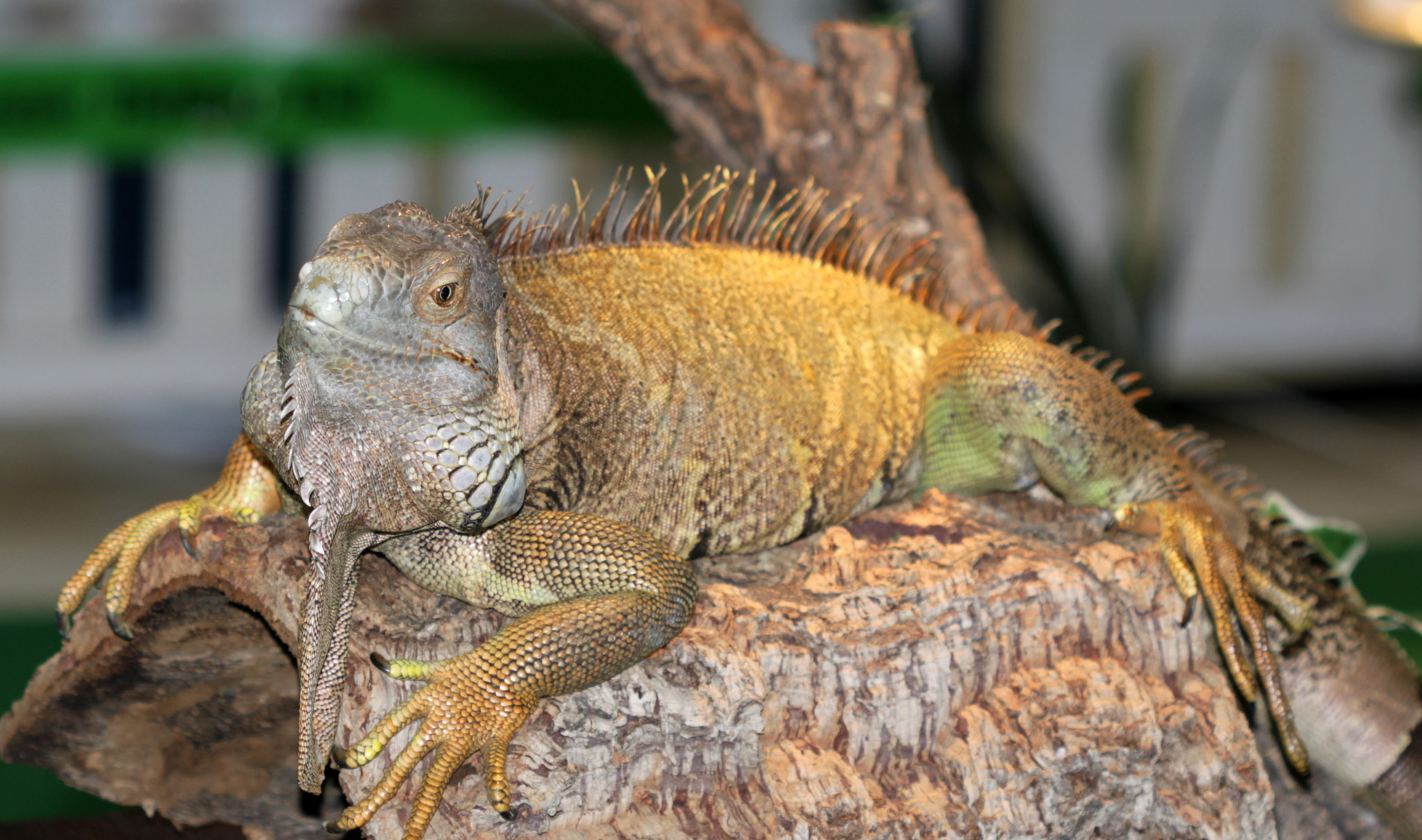 Canon EF 100mm F2.8 Macro USM sample photo. Img photography